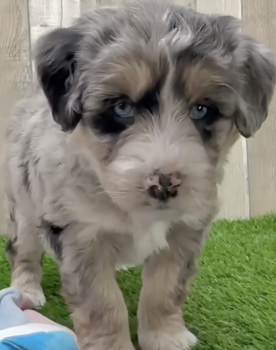 Mini Huskydoodle Puppies For Sale - Fairfield Furbabies